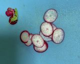 彩り野菜のわくわくサラダプレート作り方11写真