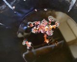 細切りゴボウとレンコンの柚子風味きんぴら作り方9写真