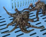 イイダコのまぜごはん作り方1写真