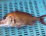 タイの酢締め棒寿司作り方1写真