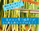 ゆで卵と豆苗の海苔キムチ和え作り方5写真