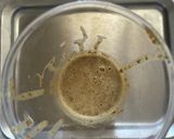 レンジで腸活キャロットケーキ作り方7写真