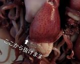 タコとホタルイカのジェノベーゼパスタ作り方3写真