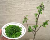 木の芽餅作り方1写真