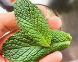 オレンジ・ミントティー作り方6写真