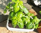 新玉ねぎとトマトとバジルのソース作り方4写真