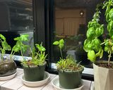 簡単なひじきご飯作り方8写真