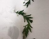 簡単★収穫したヨモギで「ヨモギ茶」作り方4写真