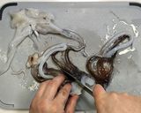 酒の肴に！即席★イカの塩辛★動画あり★作り方2写真