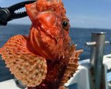 釣って来た鬼カサゴで出汁茶漬け作り方1写真