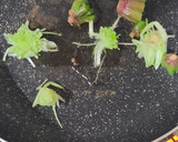 ほうれん草と桜えびと蒸し大豆煮浸し作り方7写真