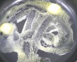 なめらか生酒粕を使ってチキンライス☘作り方3写真