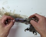 濃厚な肝で！するめいかのわた炒め作り方2写真