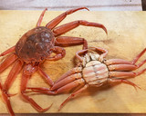 実はカンタン！旬のセイコ蟹の蒸し方！作り方1写真