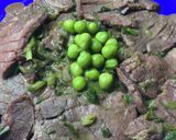 牛タンのネギ炒め　240作り方12写真