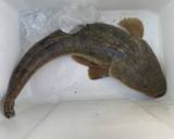 パパ　マゴチの薄造り出汁茶漬け作り方1写真