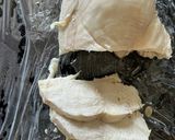 生ハムと鶏ハムのサラダ生春巻き作り方13写真