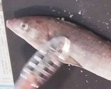 ホッケの三枚おろしde天ぷらフライ作り方1写真