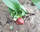 そら豆の煮まめ作り方12写真