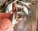 作り置きに！甘酢さっぱり小アジの南蛮漬け作り方1写真