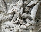 作り置きに！甘酢さっぱり小アジの南蛮漬け作り方6写真