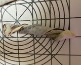 もちもちクルクルチョコパン作り方10写真