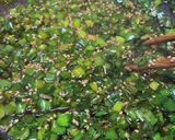 ニラだれで食べる茹で鶏作り方4写真