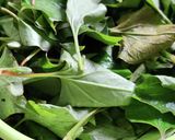 即日完成♪自家製どくだみ茶作り方1写真