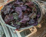 梅干し作り方6写真