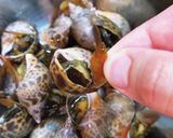 バイ貝の旨煮作り方3写真