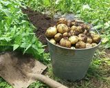 じゃがいも大量消費！ハッシュドポテト作り方1写真