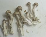 野菜たっぷりミルクスープ作り方6写真