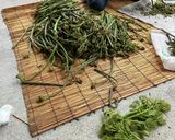 タラの芽の豚肉巻きフライ作り方1写真