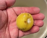 梅干し日記作り方22写真