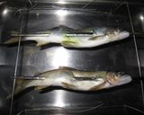 鮎の塩焼き作り方5写真