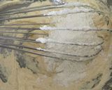 muffin(orange作り方5写真