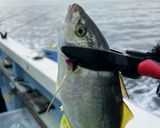 釣ってきたシマアジでなめろう茶漬け作り方1写真
