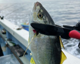 釣ってきたシマアジでなめろう茶漬け作り方1写真