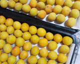 塩分１５％の梅干し作り♡作り方9写真