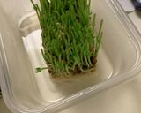簡単 豆苗のガーリック炒め 台所菜園も可作り方3写真