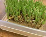 簡単 豆苗のガーリック炒め 台所菜園も可作り方9写真