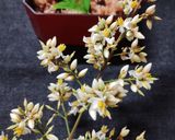 赤飯作り方5写真