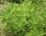(野草料理)じゃがいもと各種野草の炒め物作り方1写真