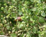 (野草料理)じゃがいもと各種野草の炒め物作り方2写真