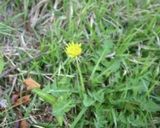 (野草料理)じゃがいもと各種野草の炒め物作り方3写真
