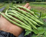 農家の食卓〜インゲンの塩ゆでサックサク〜作り方1写真