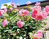 バラの花のクッキー作り方18写真