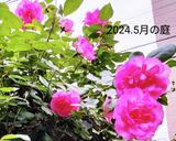 バラの花のクッキー作り方19写真