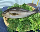 イサキの炙り刺身 磯の香りが香ばしい♪作り方2写真