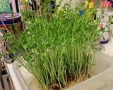 簡単 豆苗のガーリック炒め 台所菜園も可作り方10写真